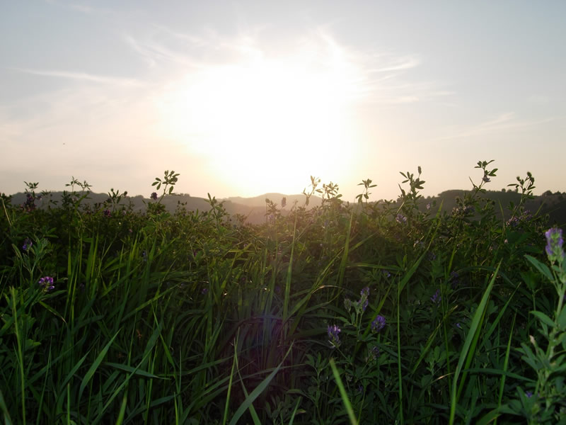 vedessi che sole 2